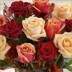 Meet your Posher, Samim